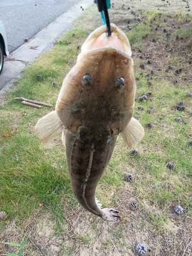 マゴチの釣果