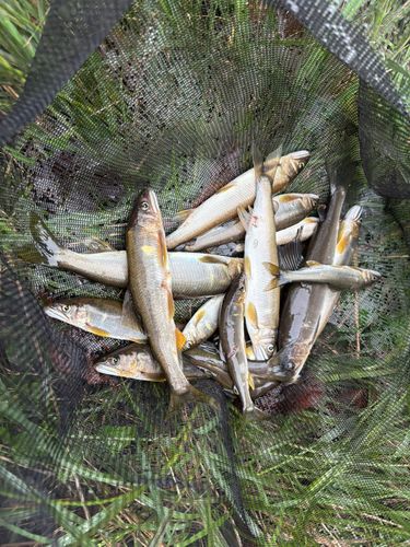 アユの釣果