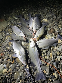 ヒラスズキの釣果