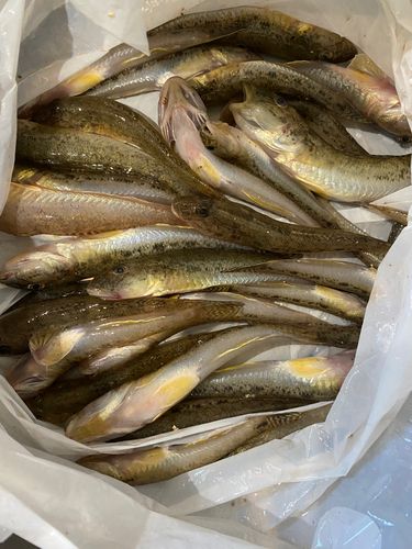 ハゼの釣果