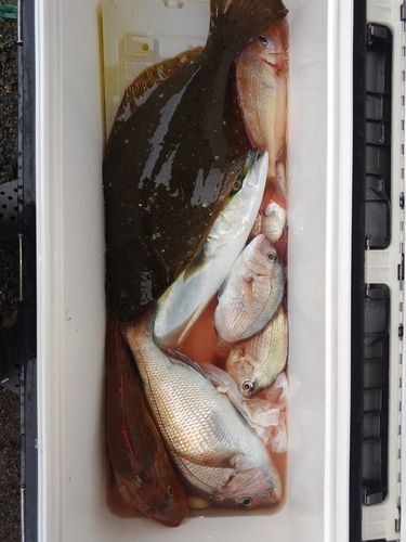 マダイの釣果