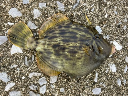 カワハギの釣果