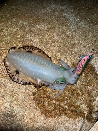 アオリイカの釣果