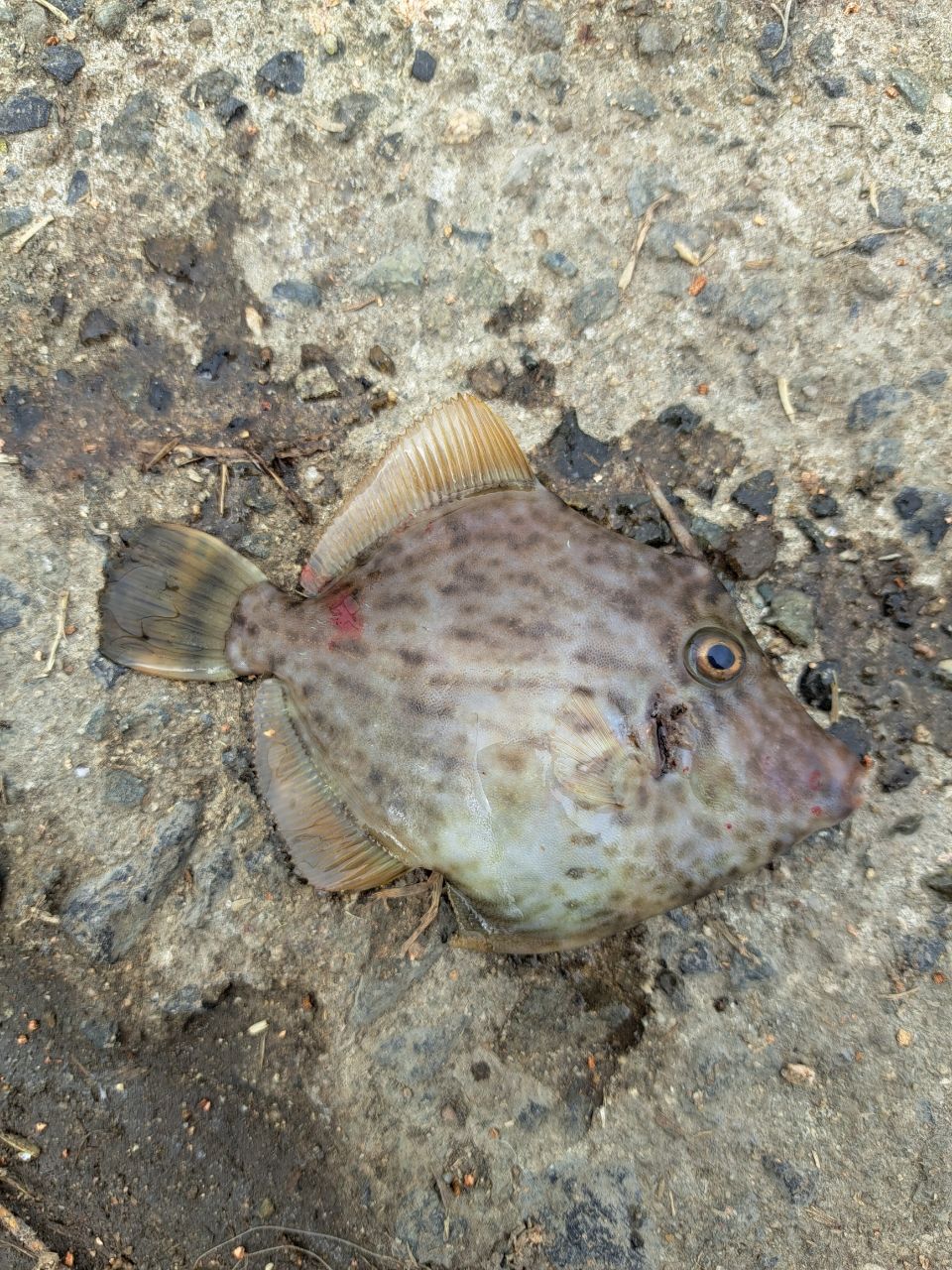 カワハギ