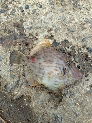 カワハギの釣果