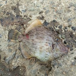カワハギ