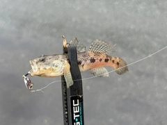 ウロハゼの釣果