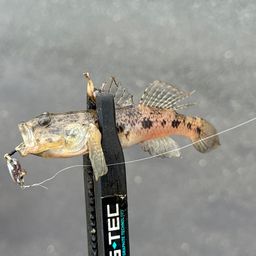ウロハゼ