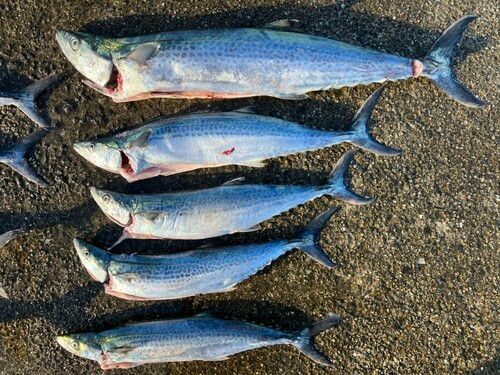サワラの釣果