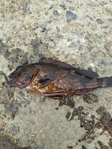 アラカブの釣果