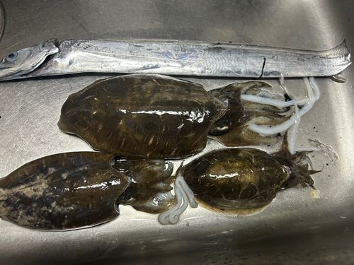 コウイカの釣果