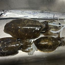 コウイカ