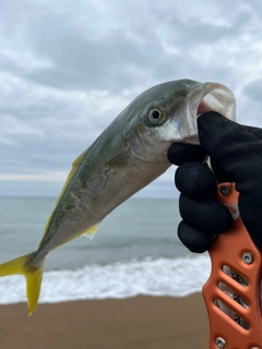 コゾクラの釣果