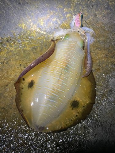 アオリイカの釣果