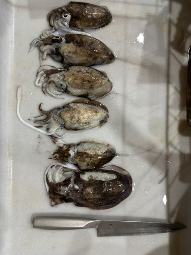 モンゴウイカの釣果