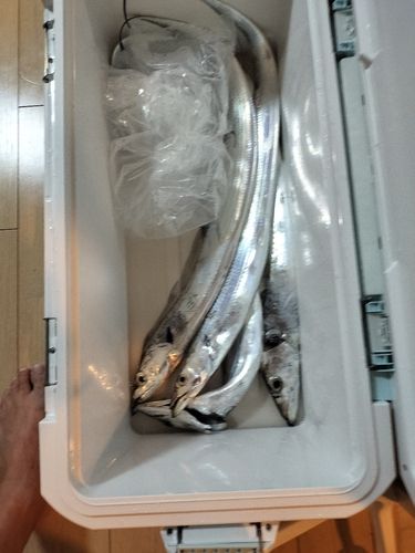 タチウオの釣果