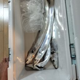 タチウオ