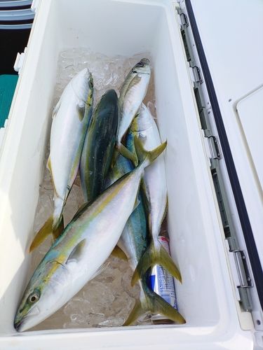 ハマチの釣果