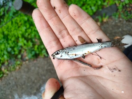 ウグイの釣果