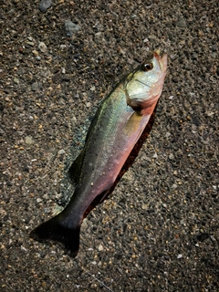 セイゴ（タイリクスズキ）の釣果