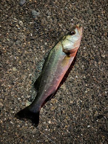 セイゴ（タイリクスズキ）の釣果
