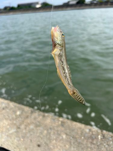 マハゼの釣果