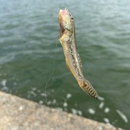 マハゼ