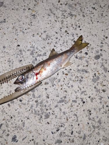 クロムツの釣果