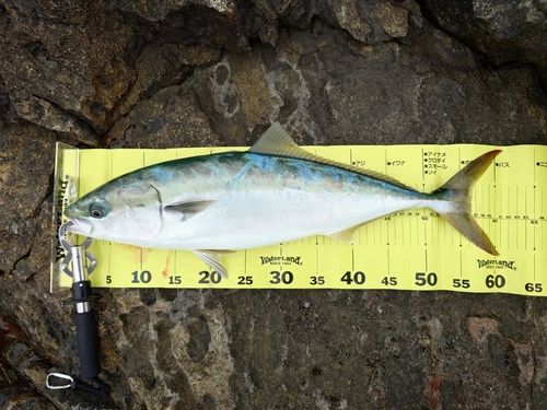 イナダの釣果
