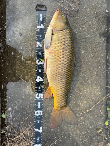 コイの釣果