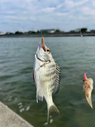 イシダイの釣果
