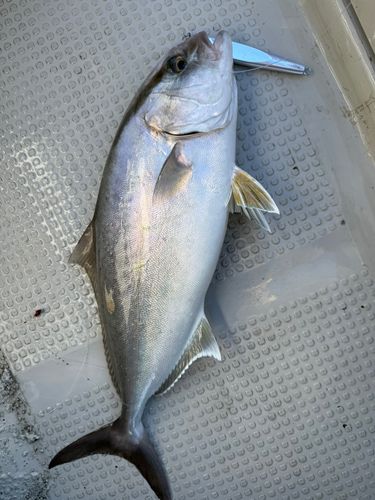 ネリゴの釣果