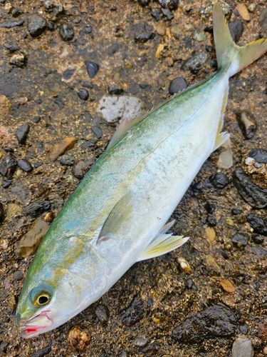 ワカシの釣果