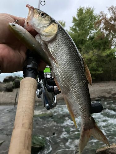 ハスの釣果