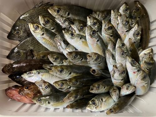釣果