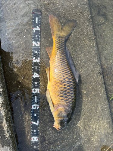 コイの釣果