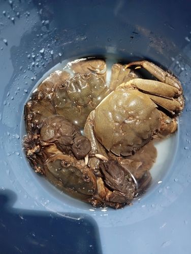 カニの釣果