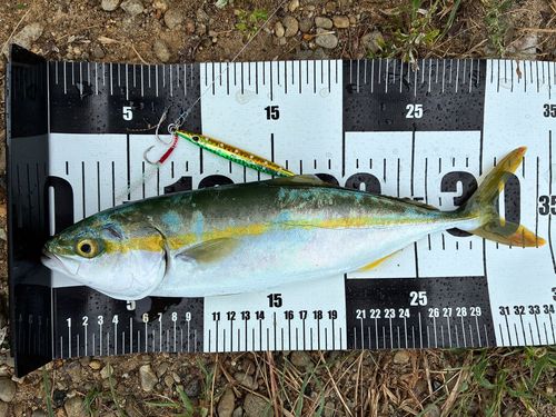 ハマチの釣果