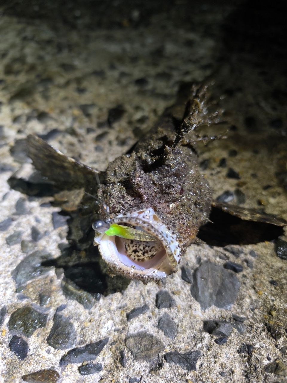 ハオコゼ