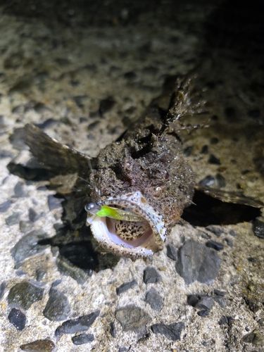 ハオコゼの釣果