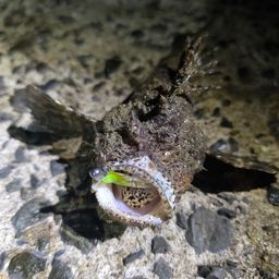 ハオコゼ