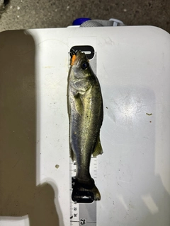 セイゴ（ヒラスズキ）の釣果