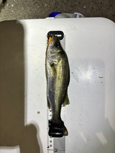 セイゴ（ヒラスズキ）の釣果
