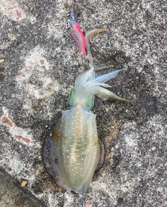 アオリイカの釣果