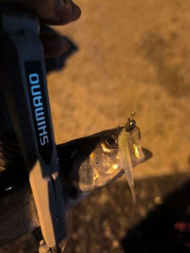 セイゴ（ヒラスズキ）の釣果