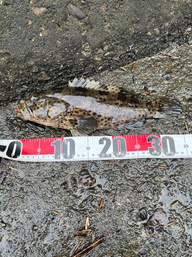 チャイロマルハタの釣果