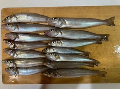 シロギスの釣果