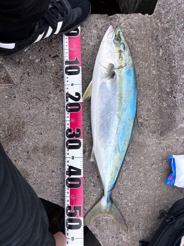 イナダの釣果