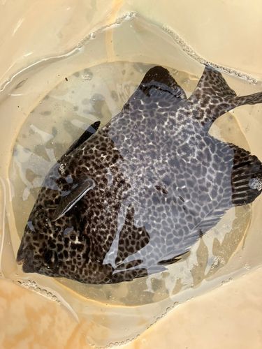 カワハギの釣果