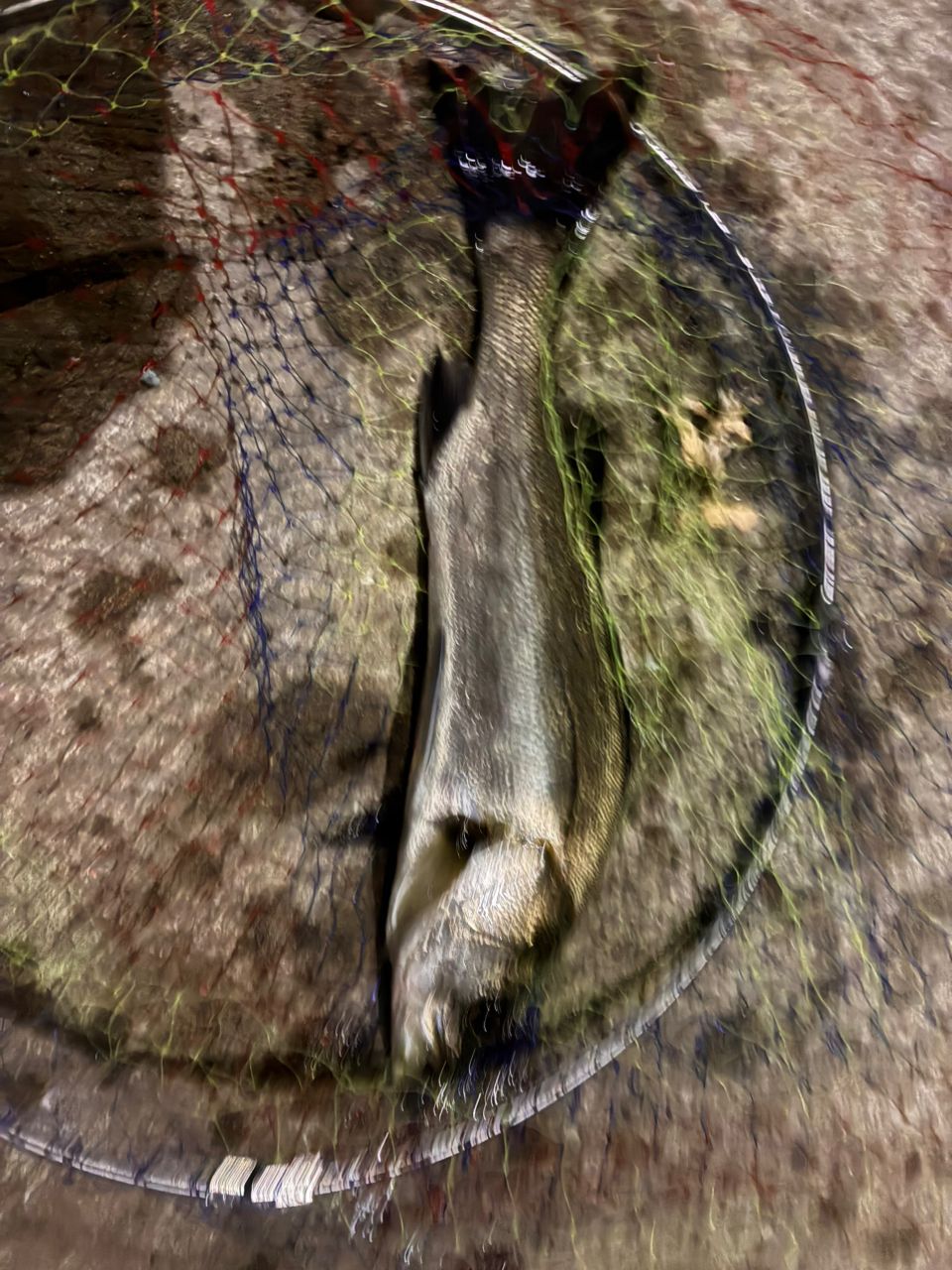 アカエイ